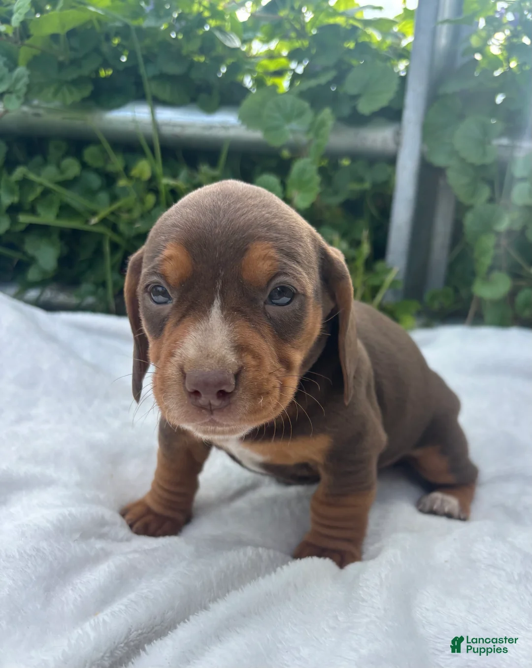 Mixed Breed dogs for sale: Andy - Ad 1