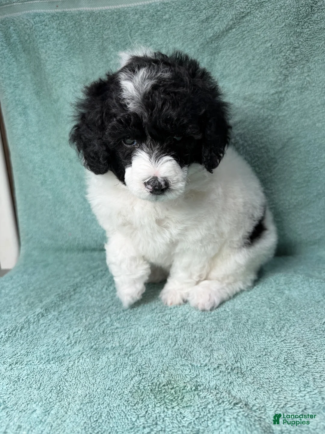 Miniature Poodle dogs for sale: Miniature Poodle Purple - Ad 2