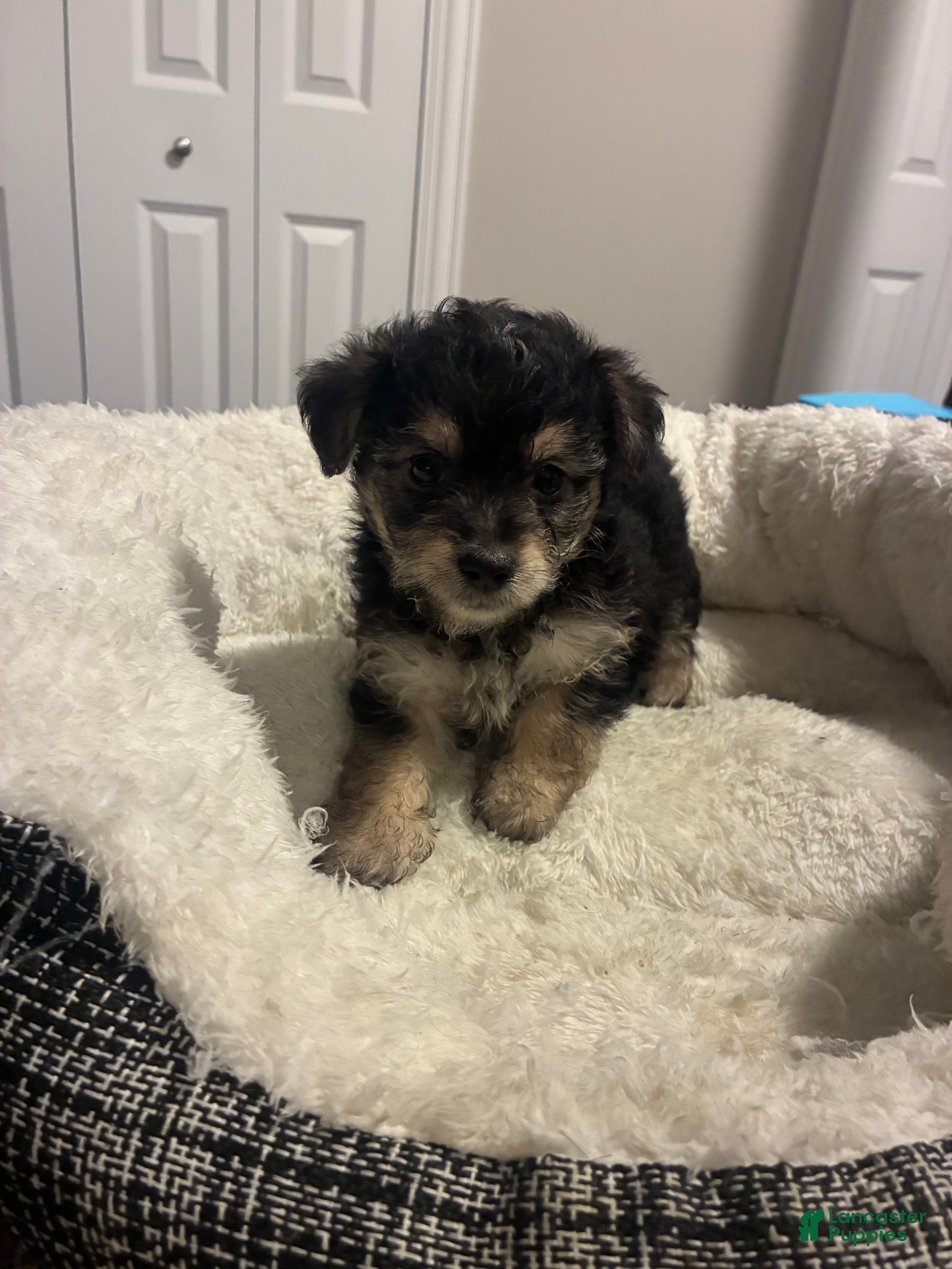 Yorkshire Terrier (Yorkshire Terrier, Male) in Saint John, IN