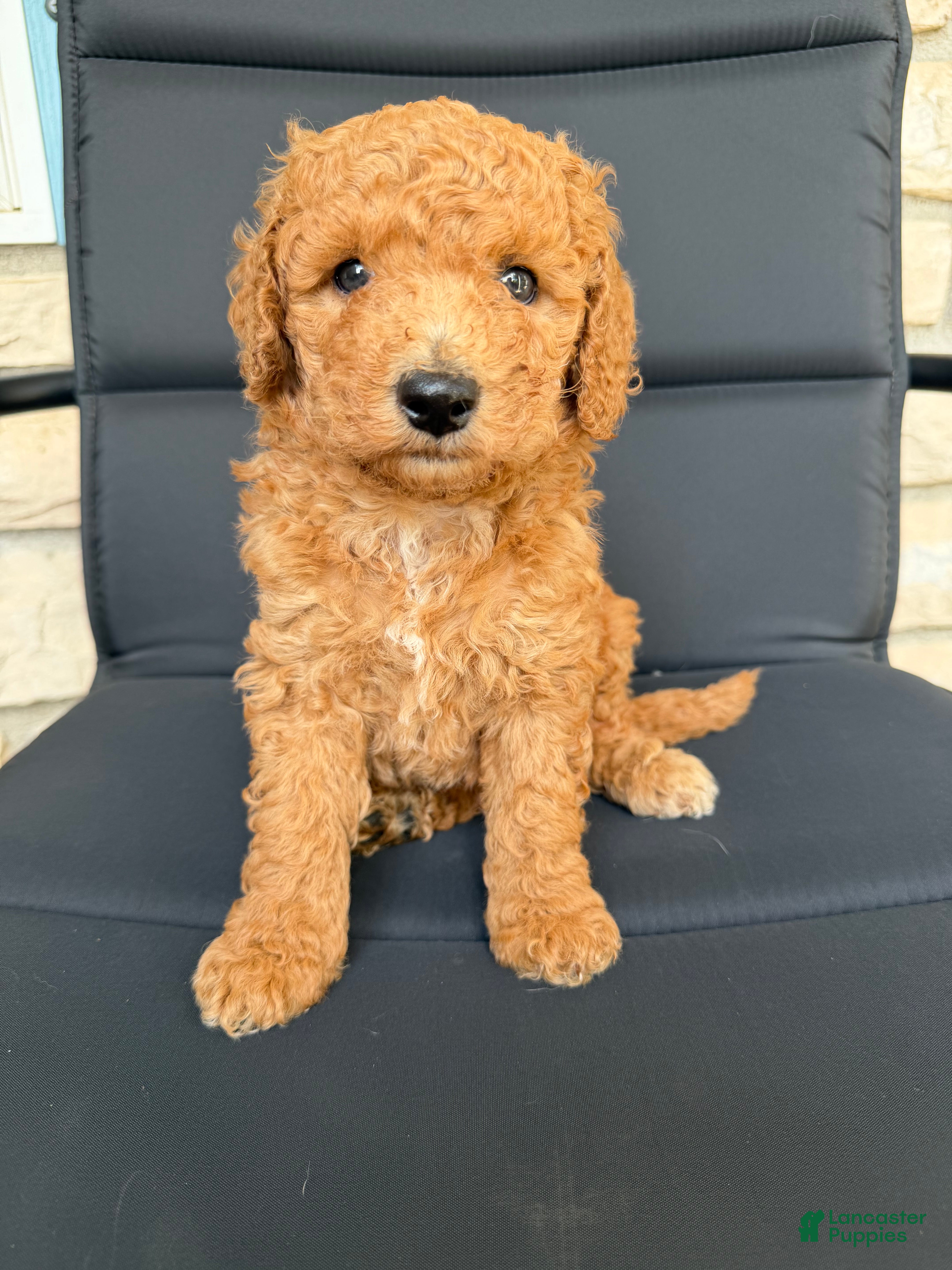 Miniature Poodle dogs Poodle Puppy - Ad 21