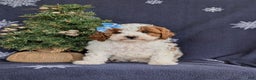 Cavapoo dogs for sale: Ariana Hypoallergenic - Ad 3
