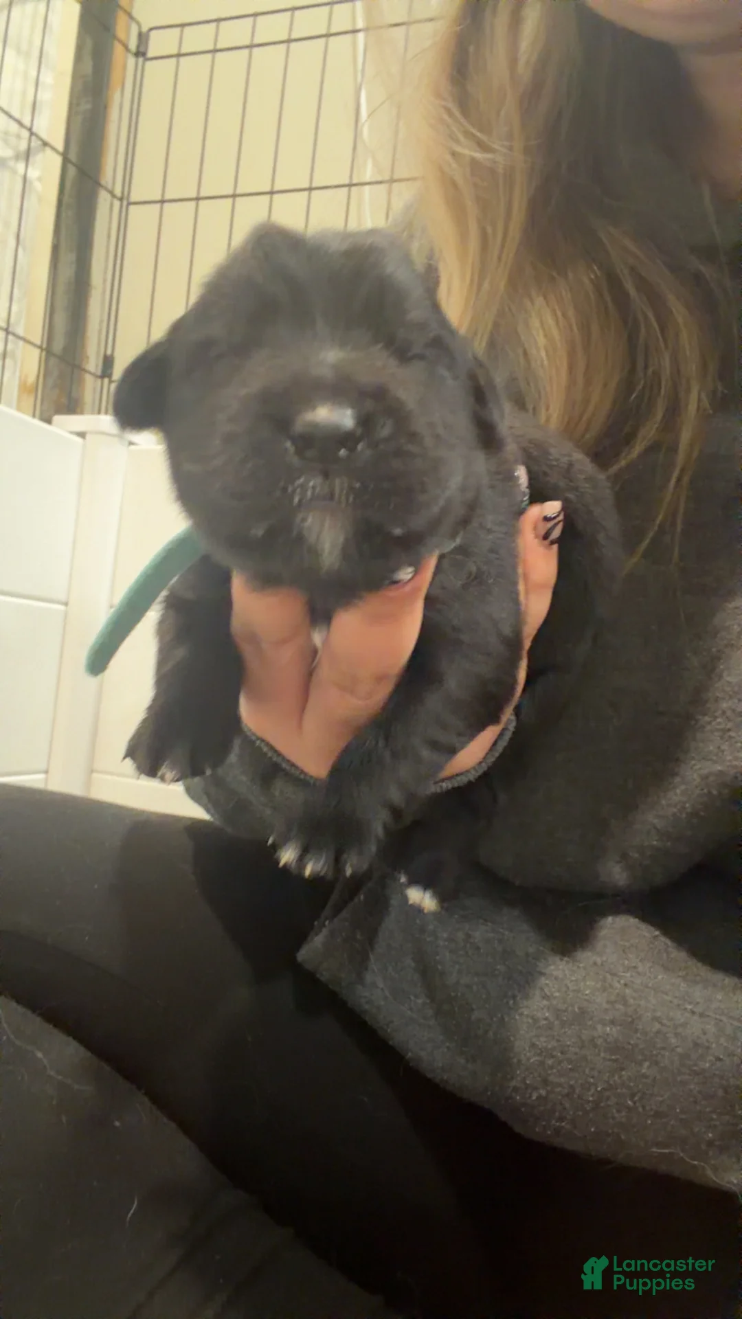 Mixed Breed dogs for sale: Vixen  - Ad 1