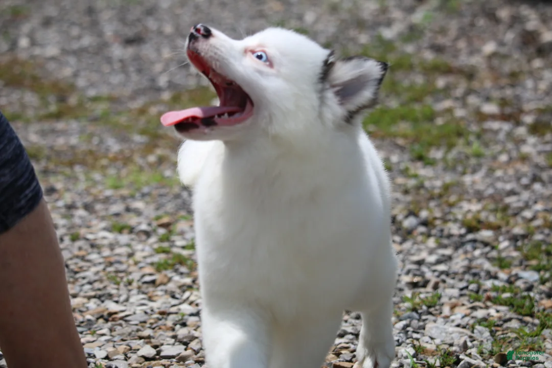 Pomsky dogs for sale: Prince - Ad 20