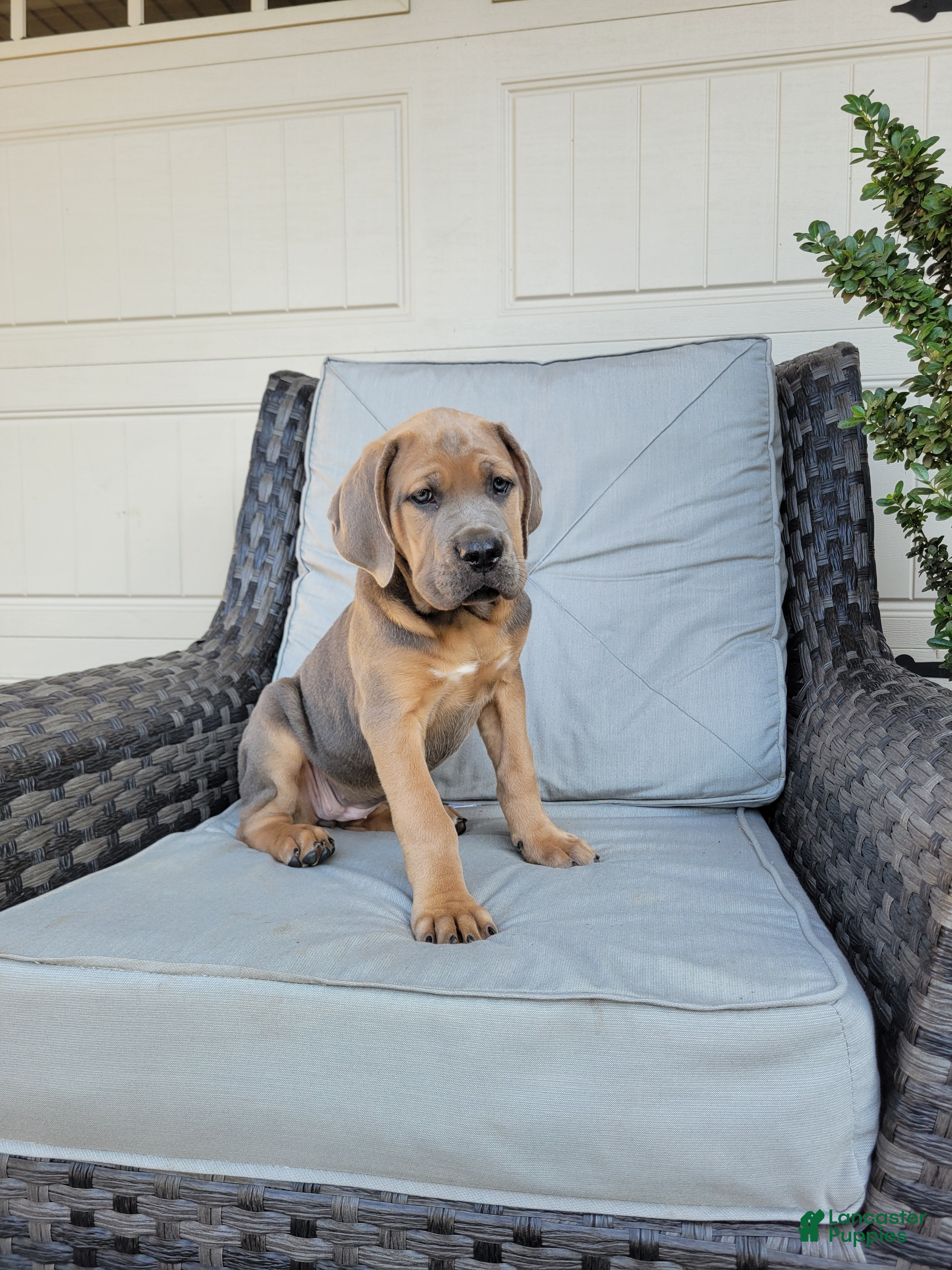 Cane Corso dogs Daisy  - Ad 1