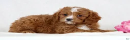 Cavapoo dogs for sale: Callie - Ad 1