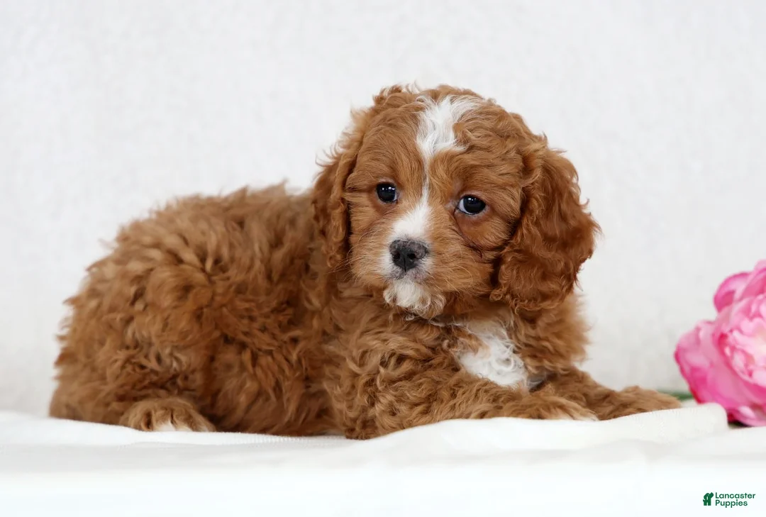 Cavapoo dogs for sale: Callie - Ad 1