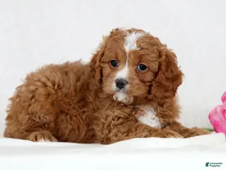 Cavapoo dogs for sale: Callie - Ad 3