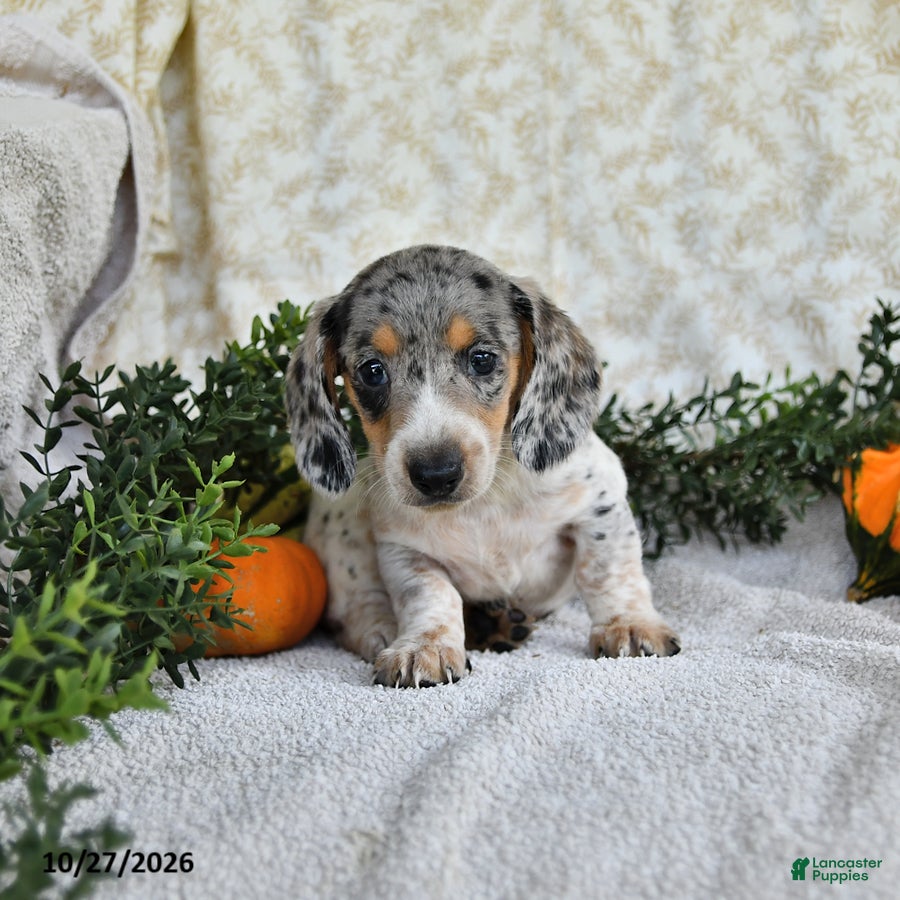Miniature Dachshund dogs for sale: Jethro - Ad 2