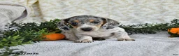 Miniature Dachshund dogs for sale: Jethro - Ad 2