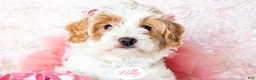 Cavapoo dogs for sale: Lilly - Ad 5