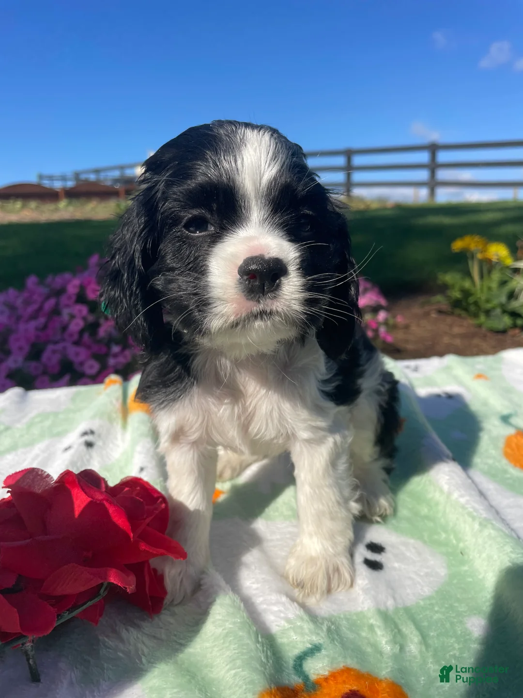 Cocker Spaniel dogs for sale: Molly - Ad 2