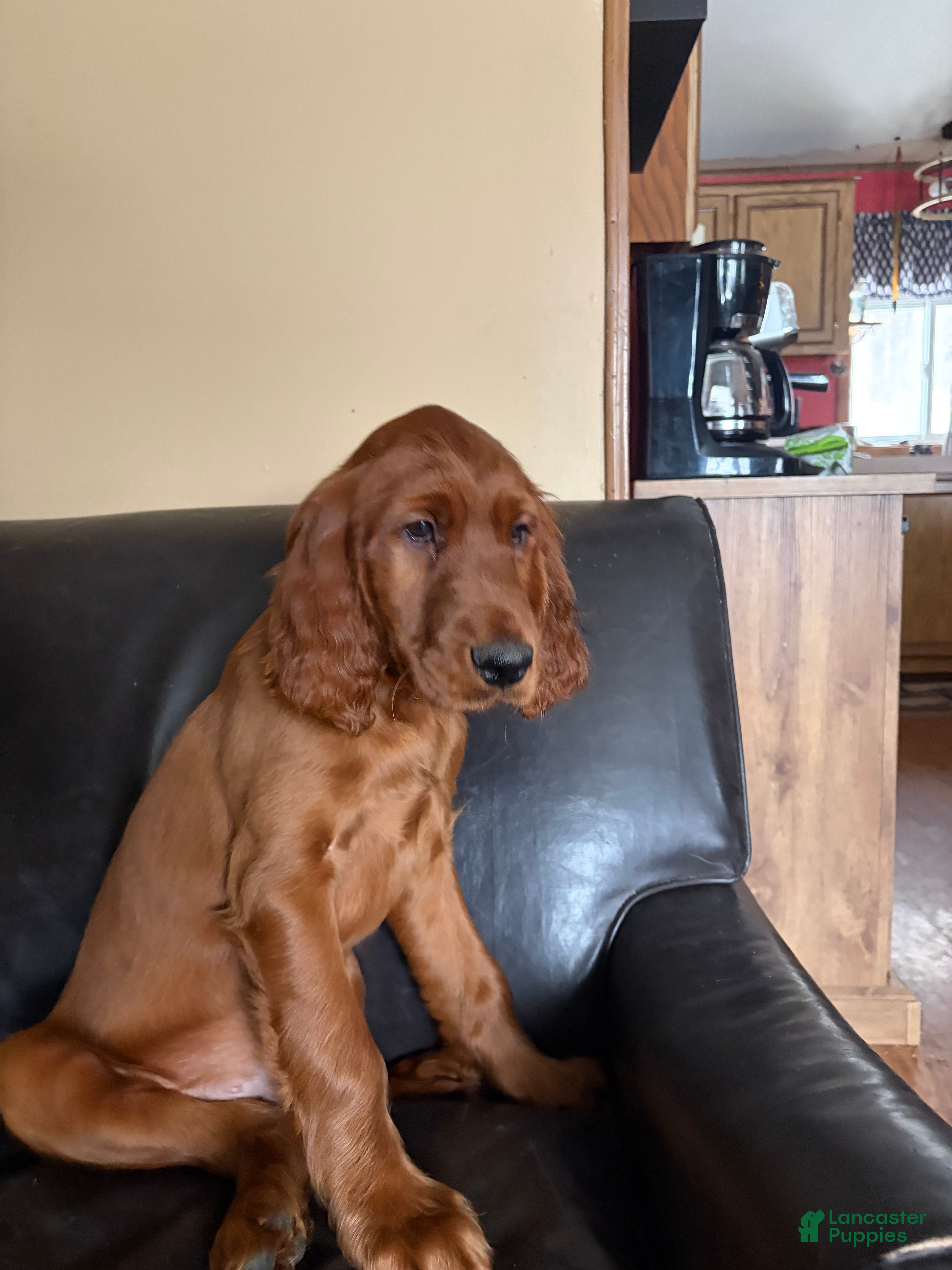 Irish Setter dogs Irish Setter male orange collar - Ad 29