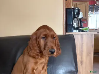 Irish Setter dogs Irish Setter male orange collar - Ad 29