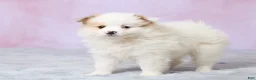 Pomeranian dogs for sale: Tulip - Ad 5