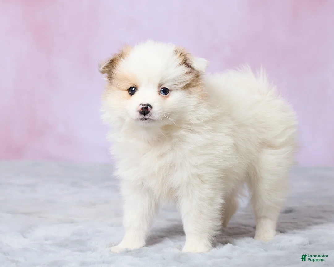 Pomeranian dogs for sale: Tulip - Ad 5