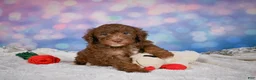 Mini Goldendoodle dogs for sale: Jasper - Ad 8