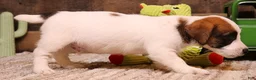 Jack Russell Terrier dogs for sale: Stew is white w/ tri markings - Ad 3