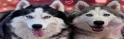 Siberian Husky dogs for sale: Oso - Ad 4
