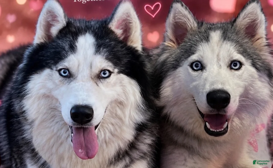 Siberian Husky dogs for sale: Oso - Ad 4