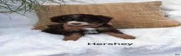 Mini Bernedoodle dogs for sale: Hershey  - Ad 7