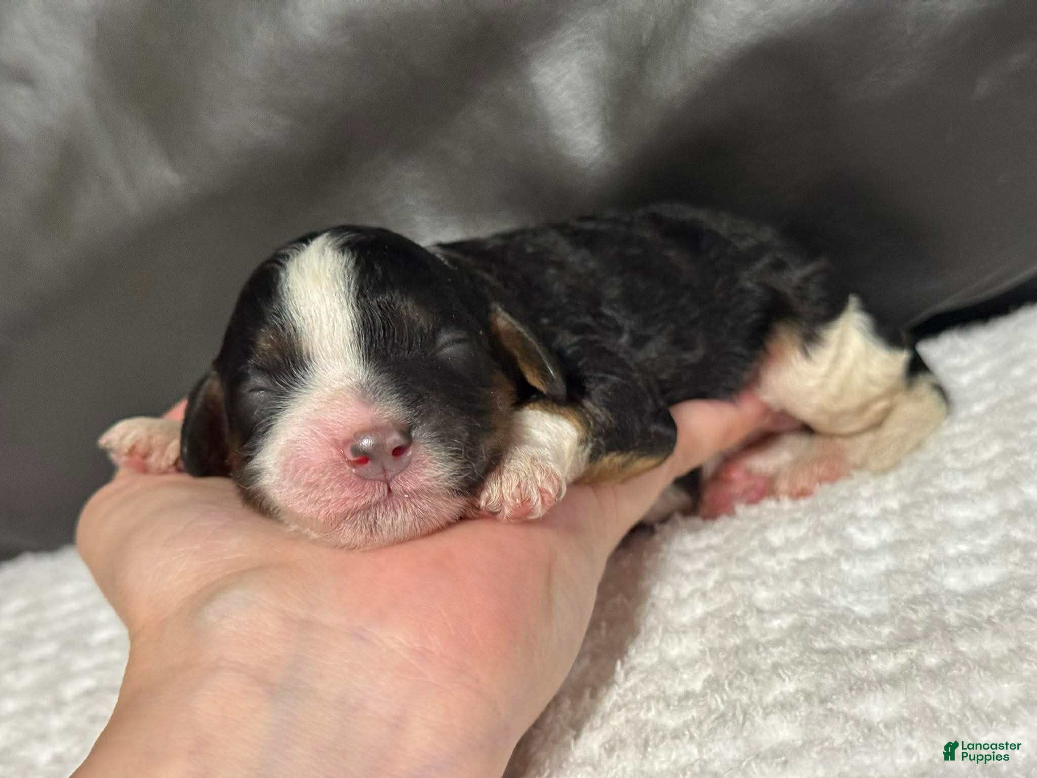 Cavapoo dogs Mia - Ad 20