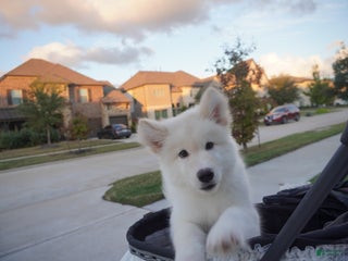 Alaskan Malamute dogs Xiao Lan - Ad 31