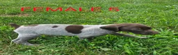 German Shorthaired Pointer dogs for sale: April - Ad 3
