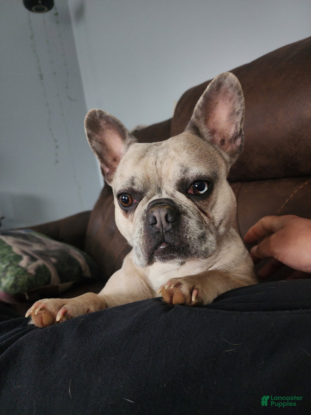 French Bulldog dogs for sale: Eva - Ad 13
