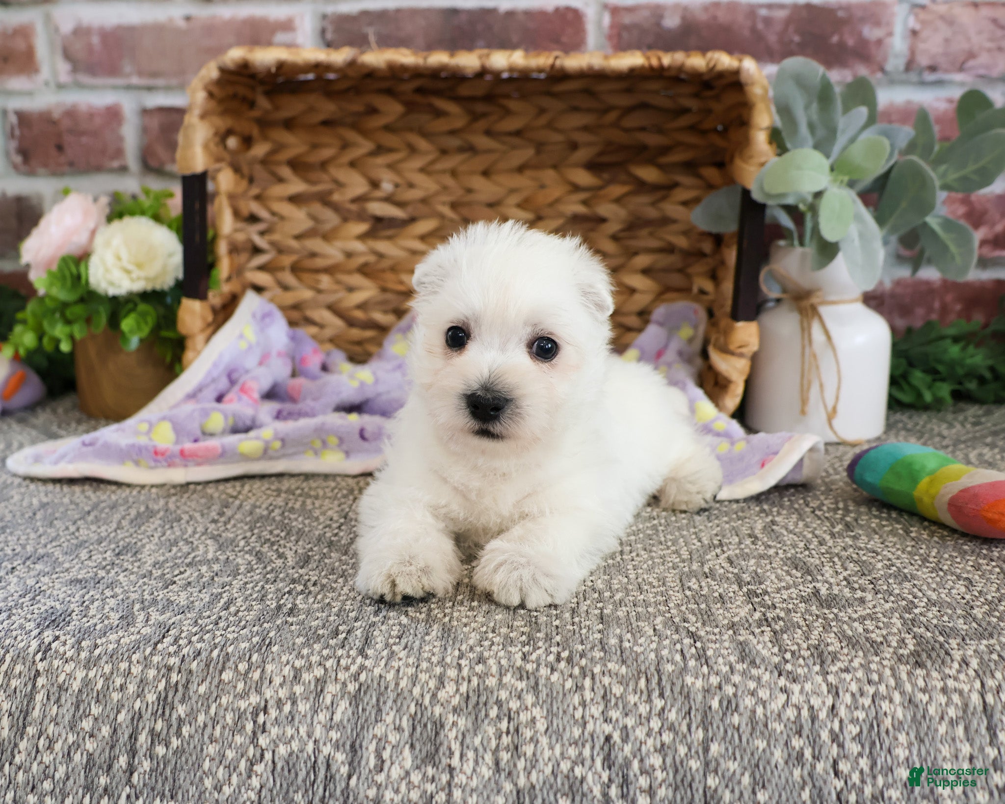 West Highland Terrier dogs Delight - Ad 6