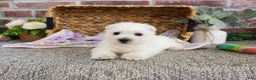 West Highland Terrier dogs for sale: Delight - Ad 1