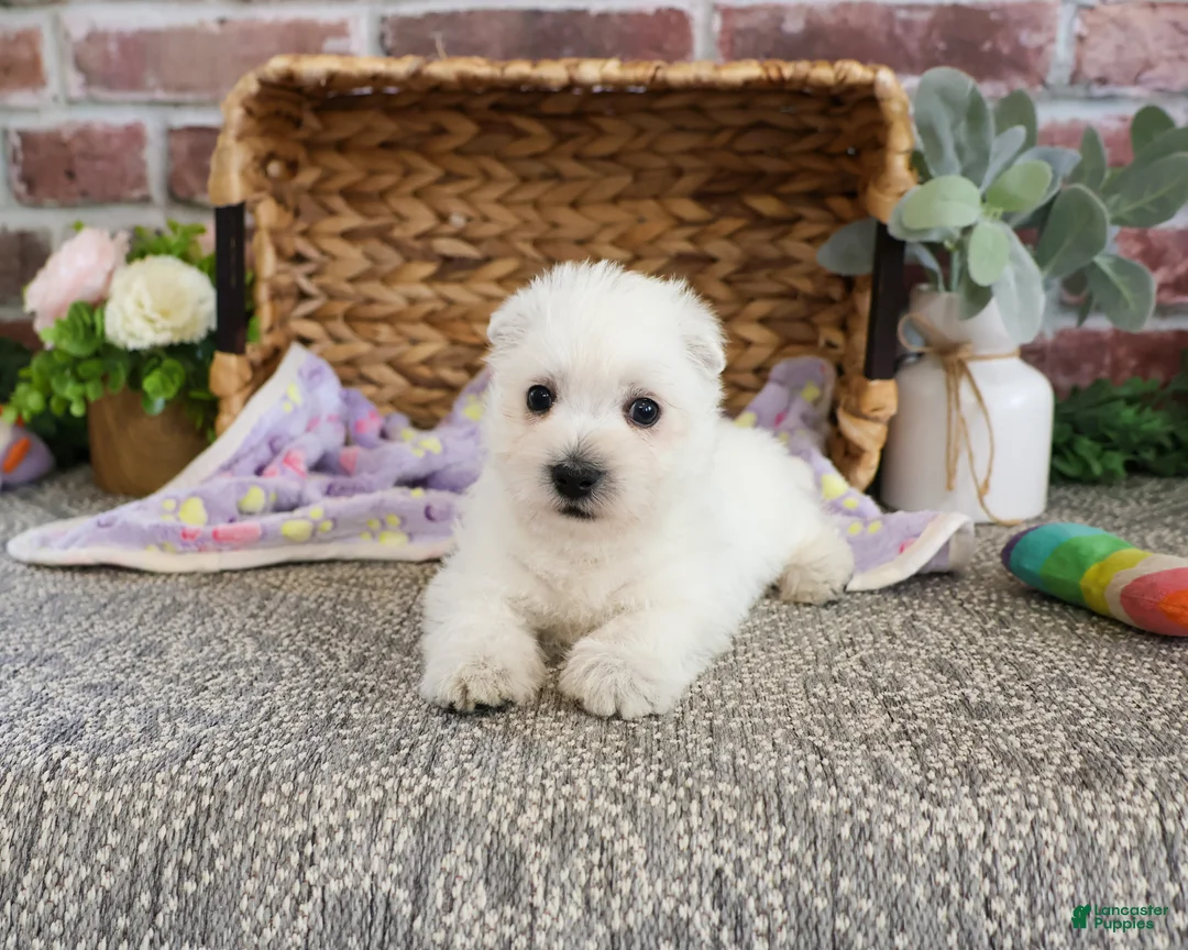 West Highland Terrier dogs for sale: Delight - Ad 1