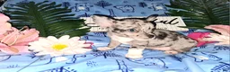 Chihuahua dogs for sale: Big Hoss - Ad 5