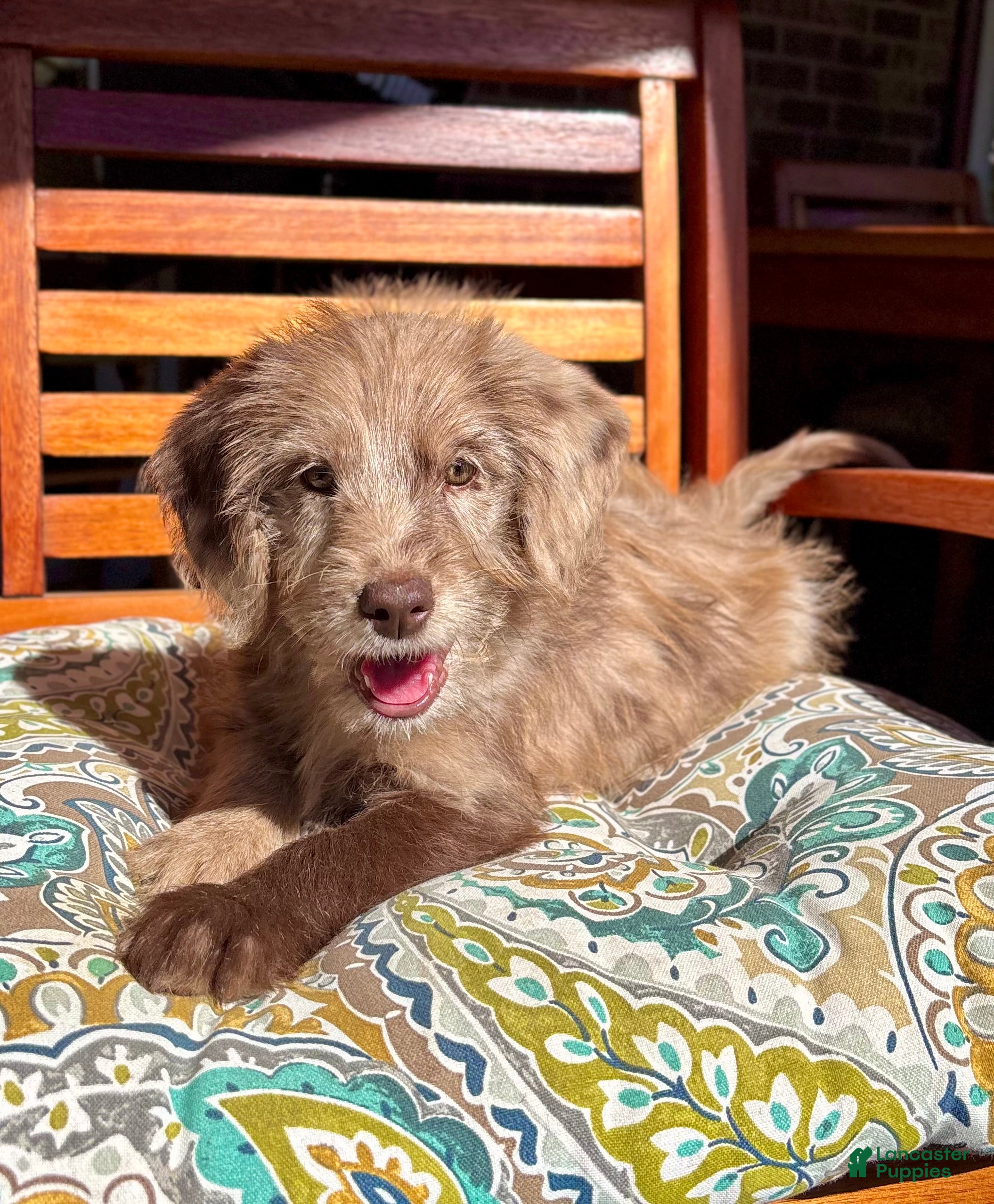Labradoodle dogs for sale: Lilly - Ad 2
