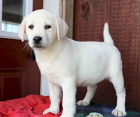 Labrador Retriever dogs Madison - Champ lines - Ad 5