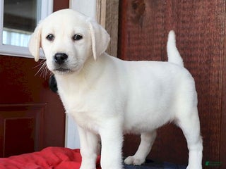 Labrador Retriever dogs Madison - Champ lines - Ad 5