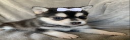 Alaskan Klee Kai dogs for sale: Petite Toy Husky~ Amazing Petunia~!!! - Ad 3