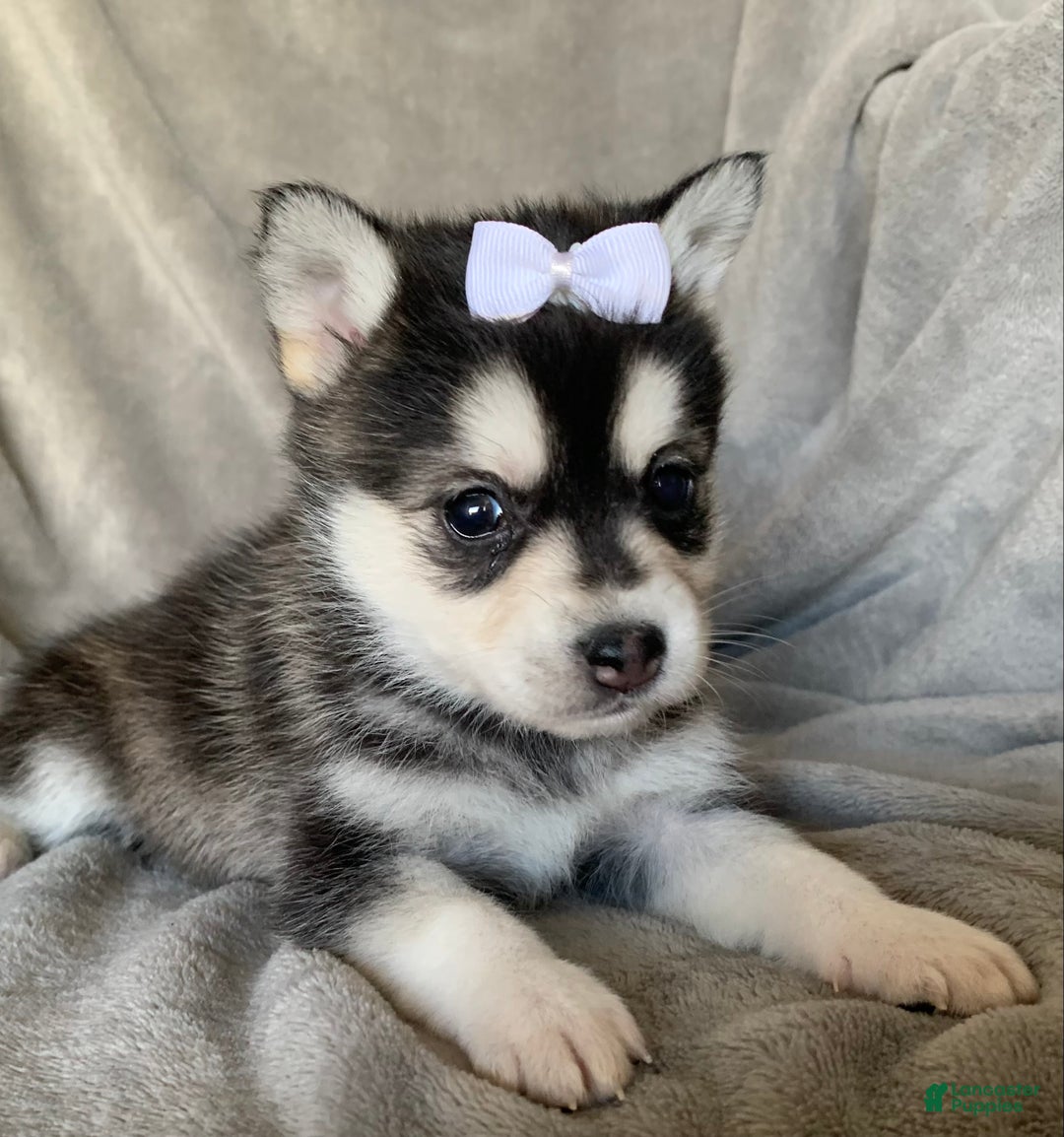 Alaskan Klee Kai dogs for sale: Petite Toy Husky~ Amazing Petunia~!!! - Ad 3