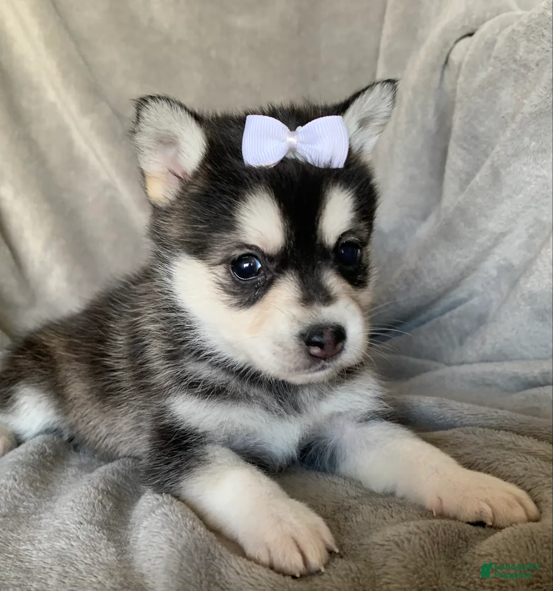 Alaskan Klee Kai dogs for sale: Petite Toy Husky~ Amazing Petunia~!!! - Ad 3