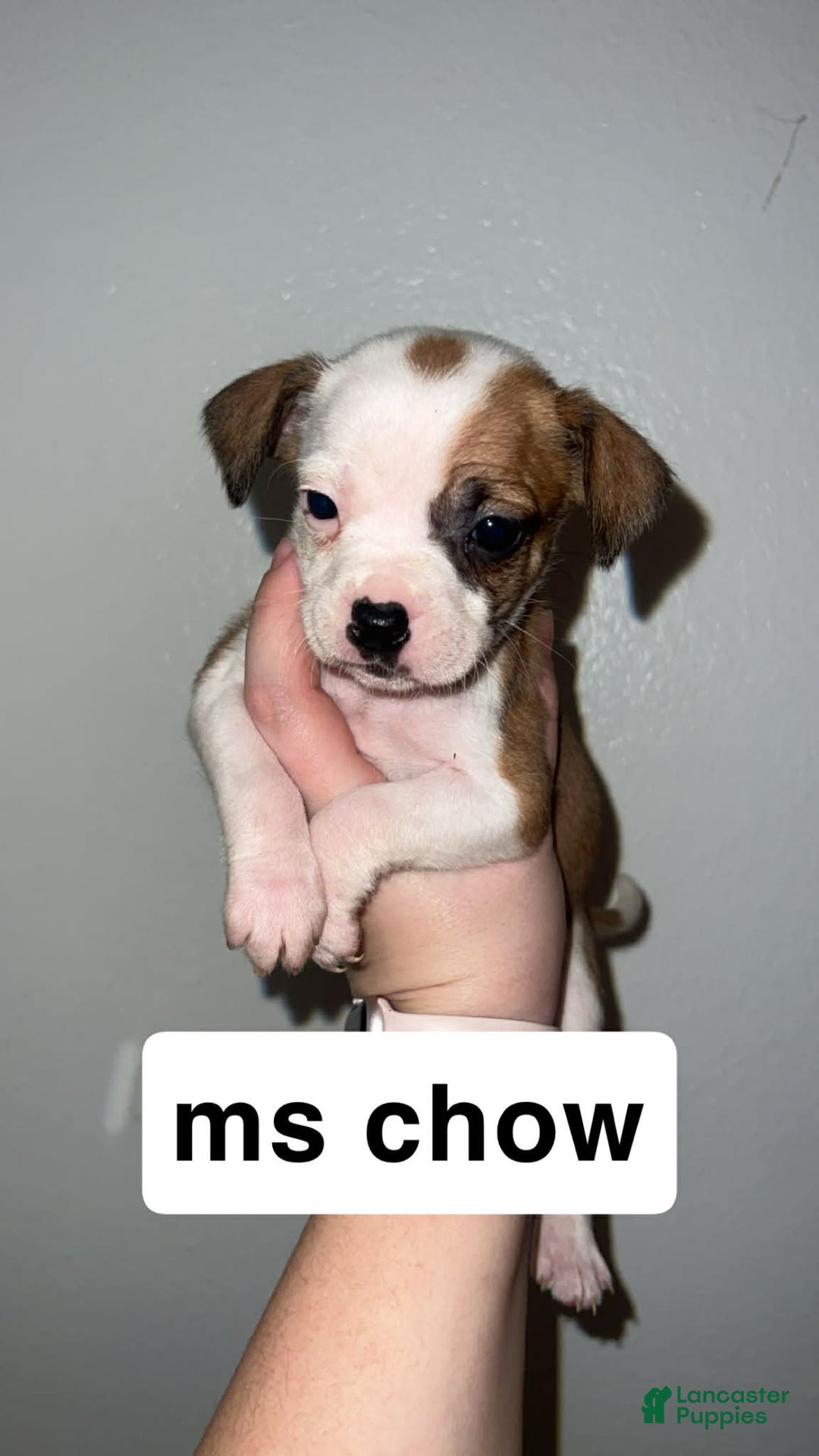 Mixed Breed dogs for sale: Mixed Breed Puppy 3 - Ad 2