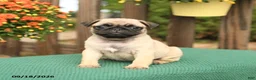 Pug dogs for sale: Mango - Ad 2