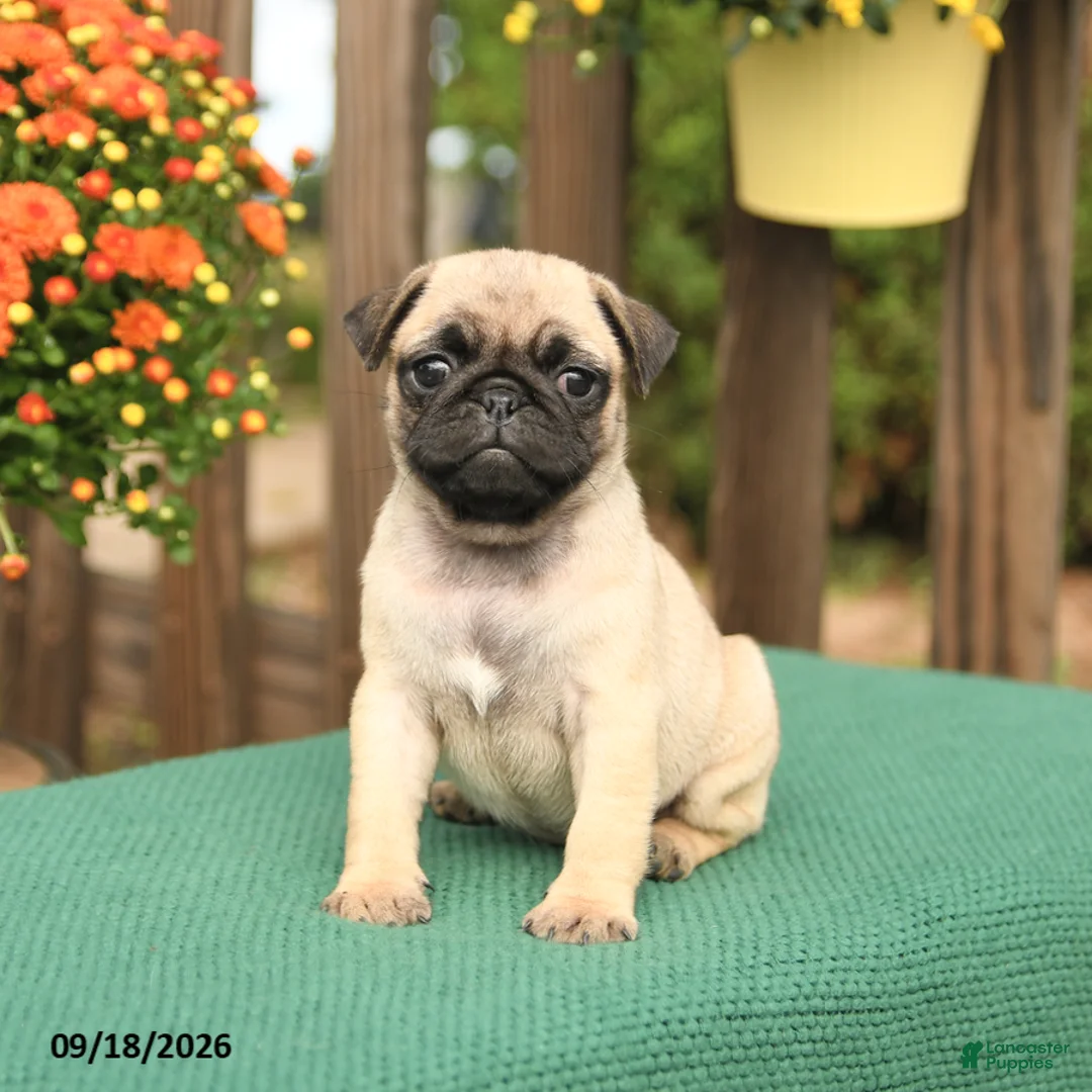 Pug dogs for sale: Mango - Ad 2