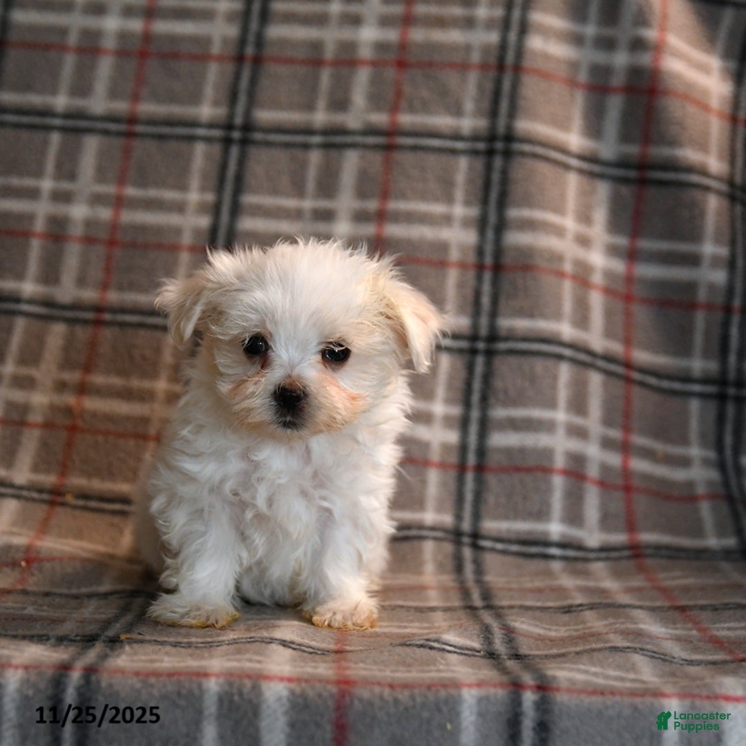 Maltese dogs for sale: Snowball - Ad 3