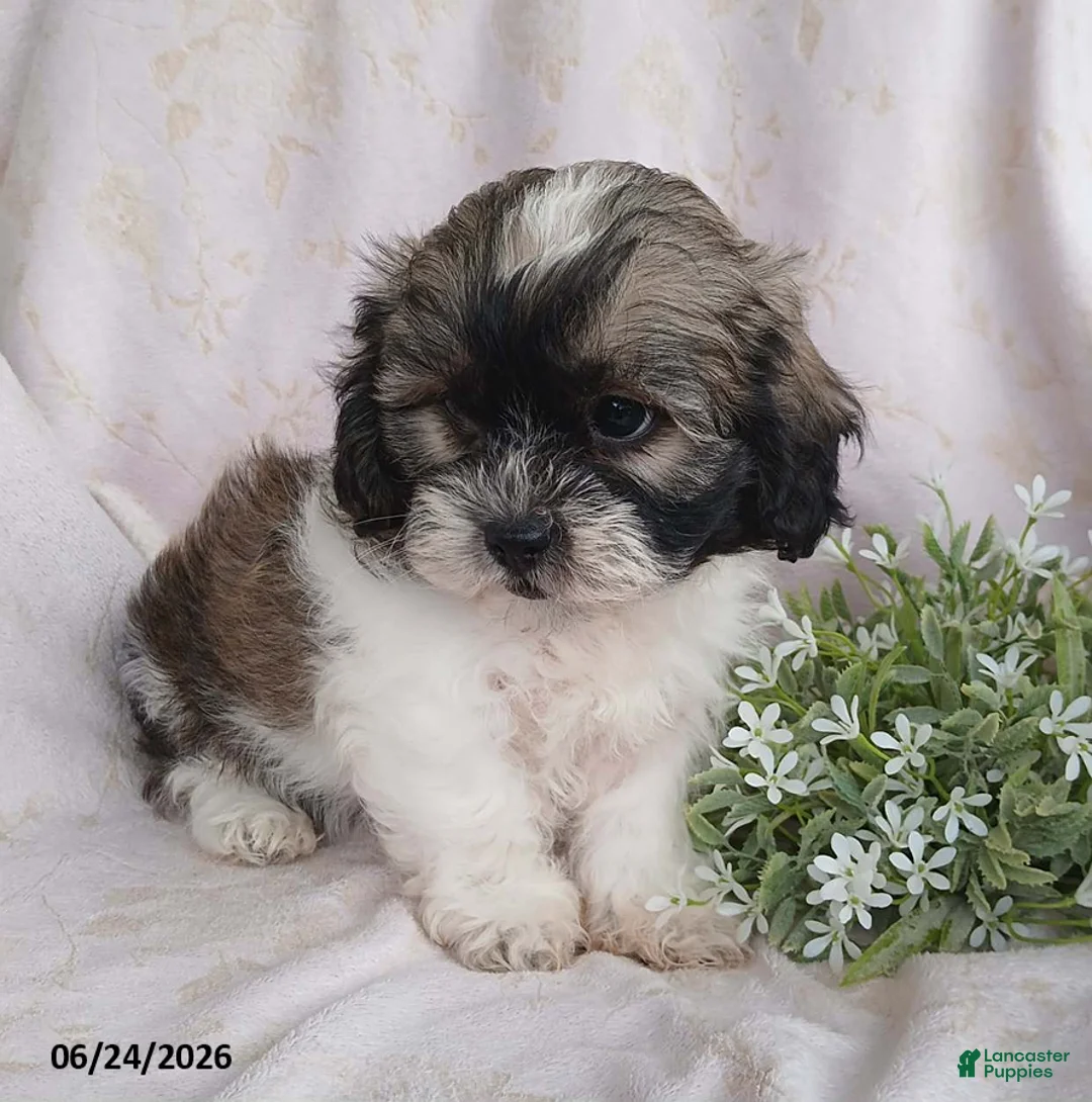 Teddy Bear dogs for sale: Emerson - Ad 2