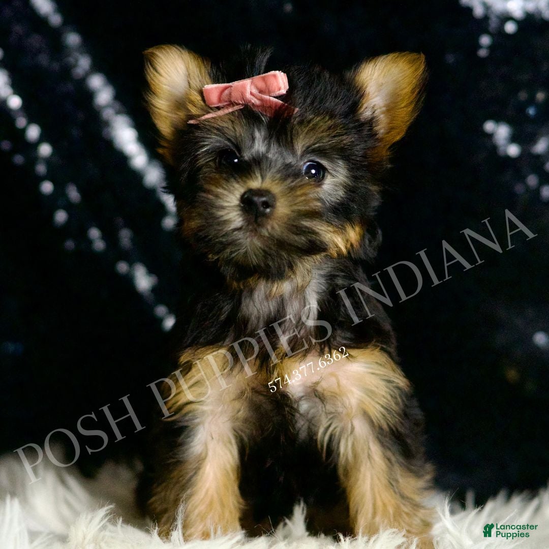 Yorkshire Terrier dogs for sale: Minnie AKC FEMALE - Ad 5