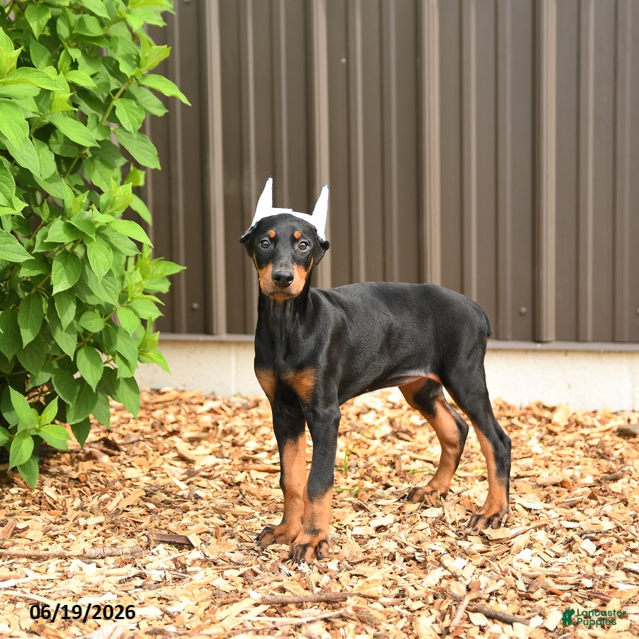 Doberman Pinscher dogs Diana - Ad 1