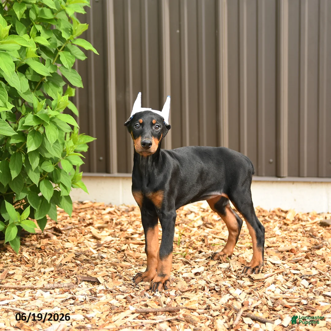 Doberman Pinscher dogs for sale: Diana - Ad 1