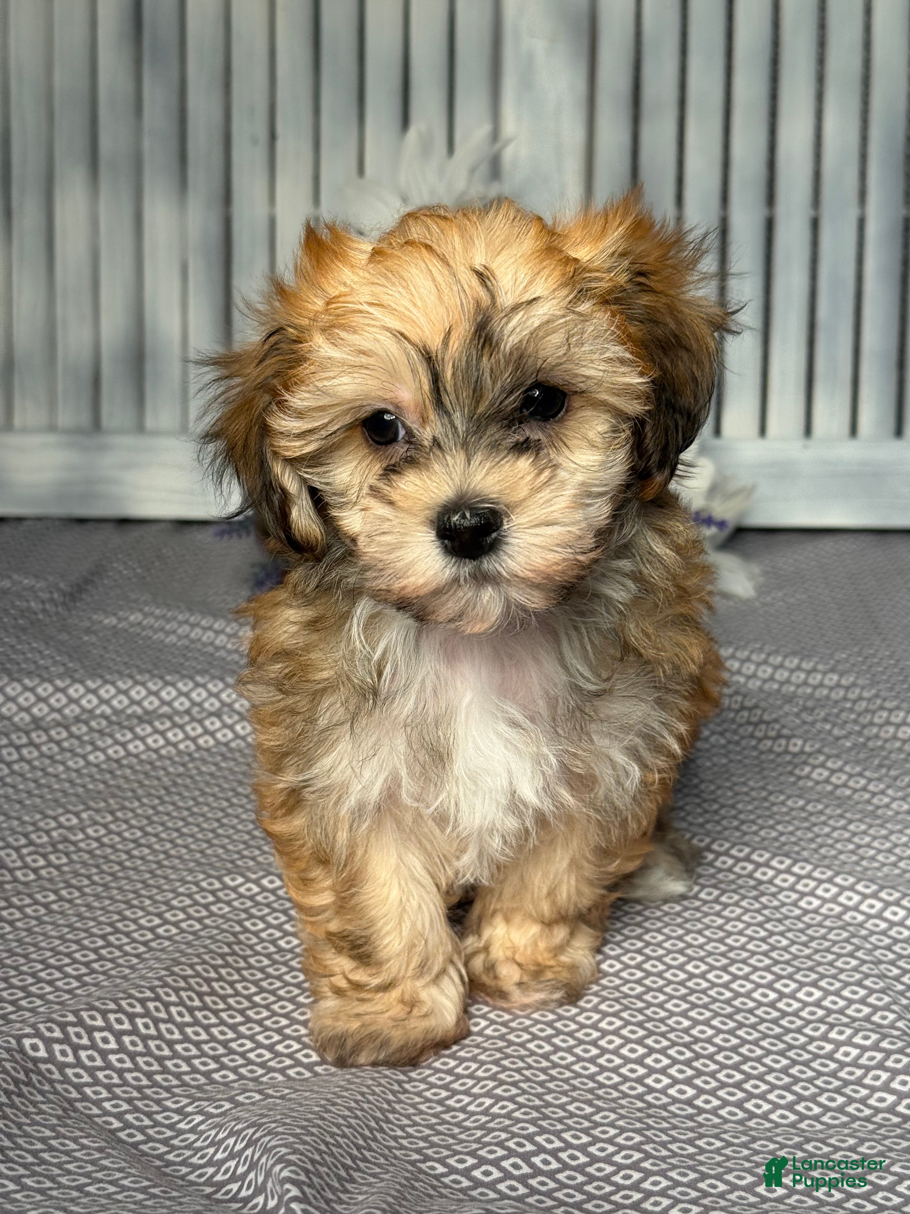 Havapoo dogs Mandy - Ad 1