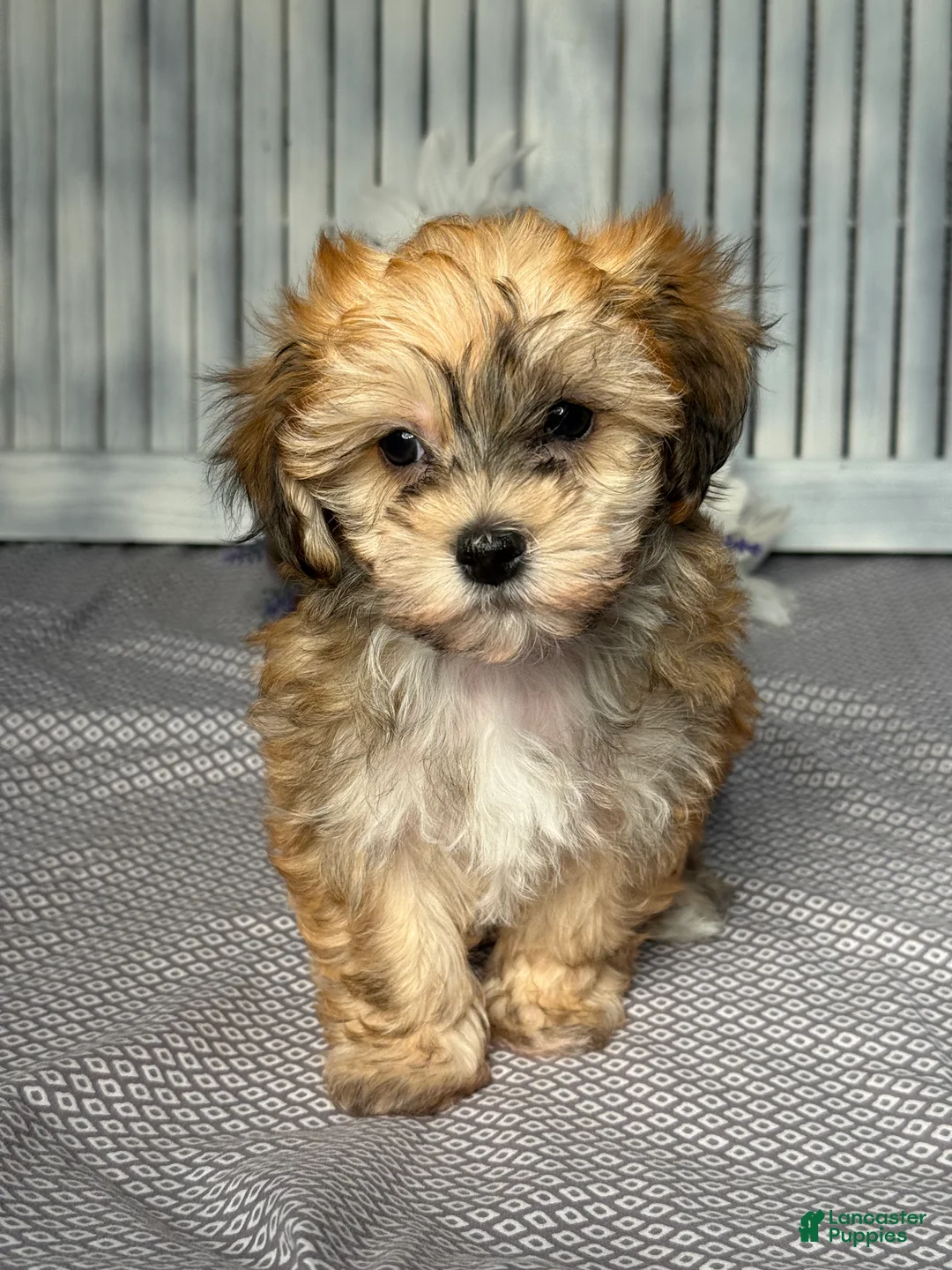Havapoo dogs for sale: Mandy - Ad 1