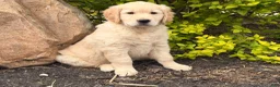 Golden Retriever dogs for sale: Max - Ad 4