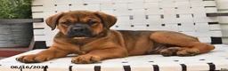 Mixed Breed dogs for sale: King - Ad 5